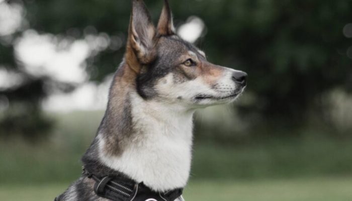 Safe and Comfortable Dog Walking: The Harness and Lead Solution