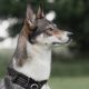 Safe and Comfortable Dog Walking: The Harness and Lead Solution