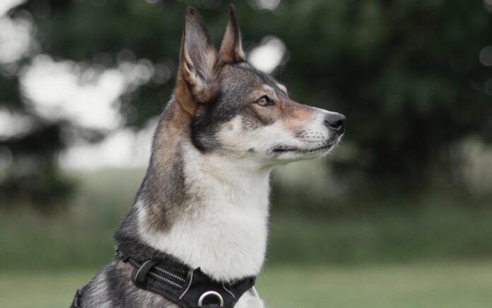 Safe and Comfortable Dog Walking: The Harness and Lead Solution