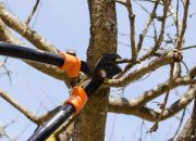 Tree Removal In Werribee: The Importance Of Professional Expertise And Tree Pruning Advantages