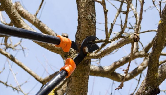 Tree Removal In Werribee: The Importance Of Professional Expertise And Tree Pruning Advantages