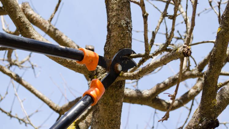 Tree Removal In Werribee: The Importance Of Professional Expertise And Tree Pruning Advantages