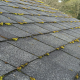 Maintaining a Moss-Free Roof: Tips for Pacific Northwest Homeowners