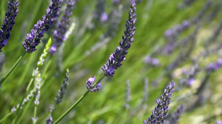 Cultural and Historical Significance of Provence Lavander Fields