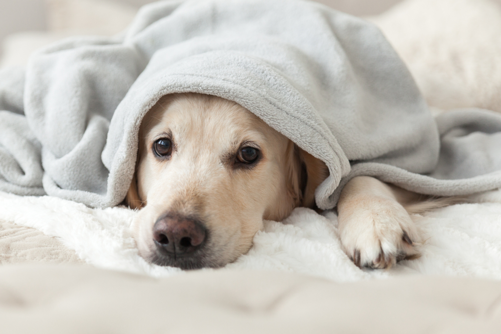 Weighted Blanket for Dogs