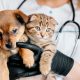 Choosing the Right Vet for Your Pet