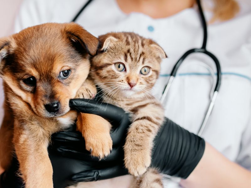 Choosing the Right Vet for Your Pet