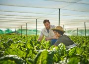 How Greenhouse Farming Ensures A Steady Supply Of Produce