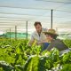 How Greenhouse Farming Ensures A Steady Supply Of Produce