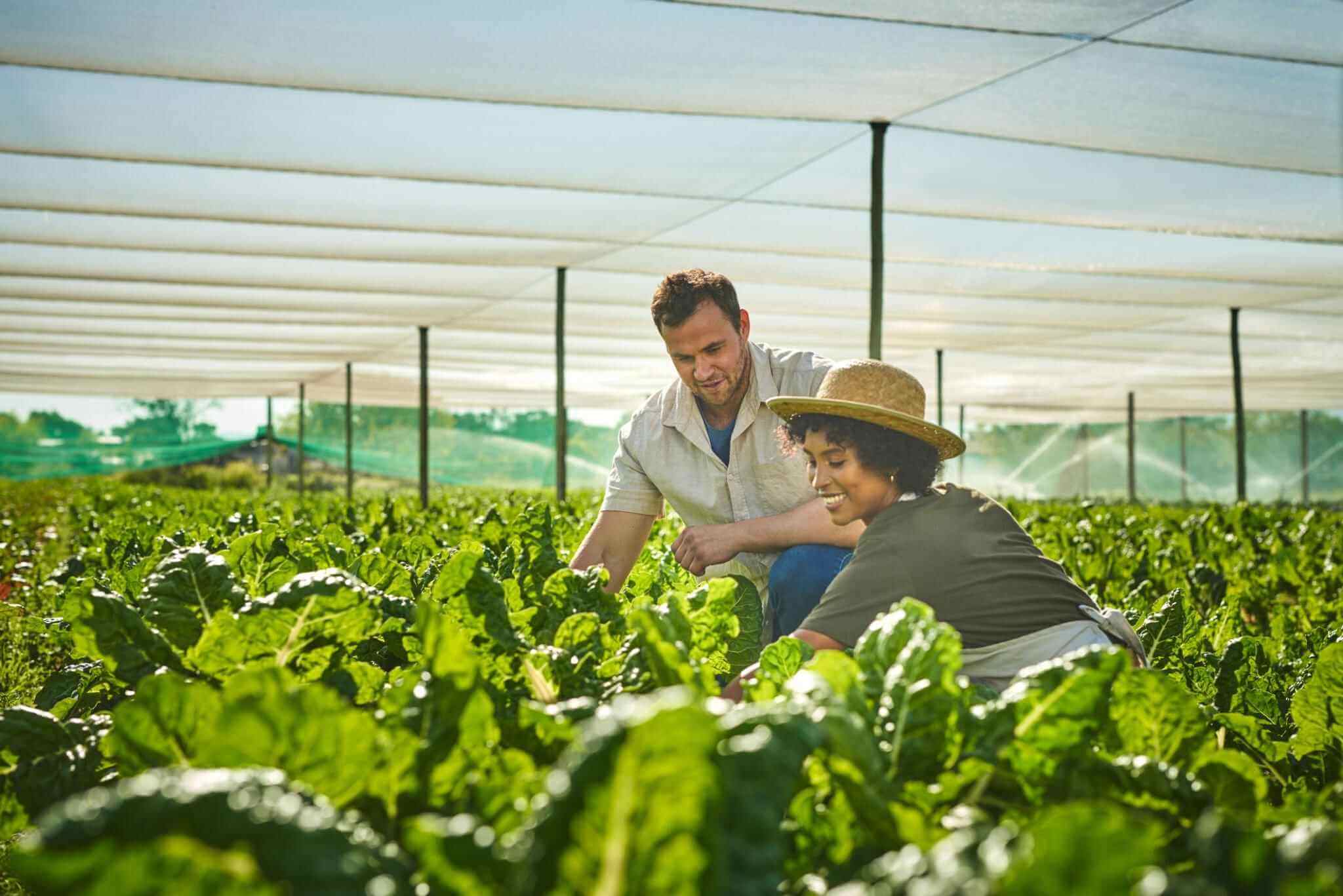 How Greenhouse Farming Ensures A Steady Supply Of Produce