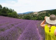 The Lavender Calendar: Planning Your Trip to Provence’s Most Colorful Season