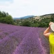 The Lavender Calendar: Planning Your Trip to Provence’s Most Colorful Season