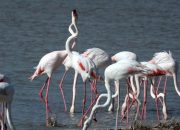 Graceful Wonders The Enchanting Flamingos of Famagusta