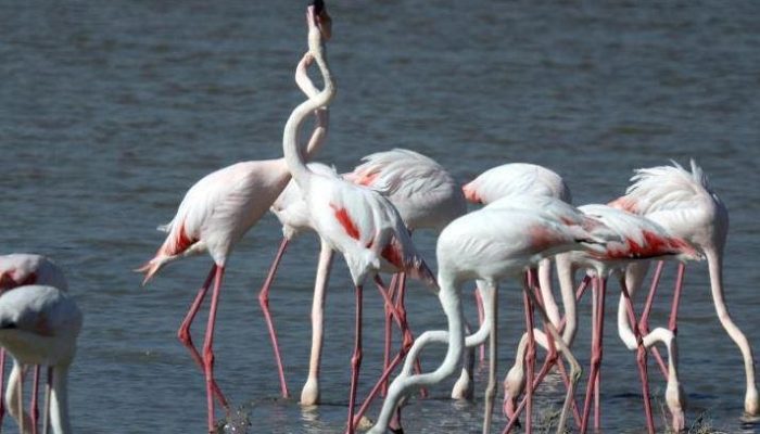 Graceful Wonders The Enchanting Flamingos of Famagusta