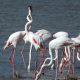 Graceful Wonders The Enchanting Flamingos of Famagusta