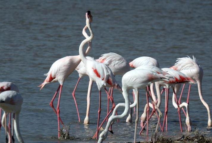 Graceful Wonders The Enchanting Flamingos of Famagusta