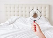 Understanding Bed Bug Shells: How to Identify, Treat, and Prevent Them