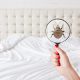 Understanding Bed Bug Shells: How to Identify, Treat, and Prevent Them