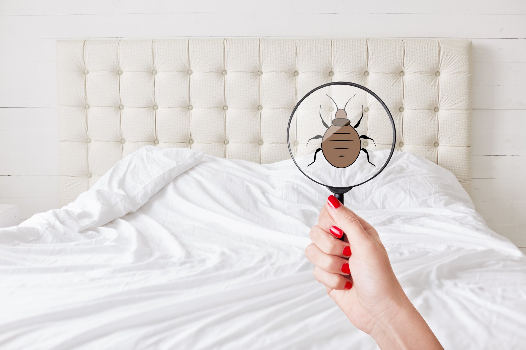 Understanding Bed Bug Shells: How to Identify, Treat, and Prevent Them