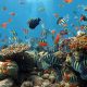 The Top 10 Beginner-Friendly Small Saltwater Fish For Your Aquarium