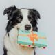 6 Unique Gifts for Dog Lovers