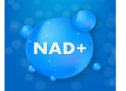 5 Powerful Ways to Increase Your NAD Levels