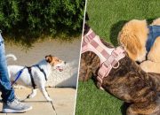 Dog’s Well Being: Why To Use Ergonomically Designed No Pull Dog Harnesses