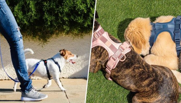 Dog’s Well Being: Why To Use Ergonomically Designed No Pull Dog Harnesses