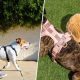 Dog’s Well Being: Why To Use Ergonomically Designed No Pull Dog Harnesses