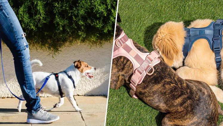 Dog’s Well Being: Why To Use Ergonomically Designed No Pull Dog Harnesses