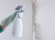 A Guide To Tackle Mold Issues