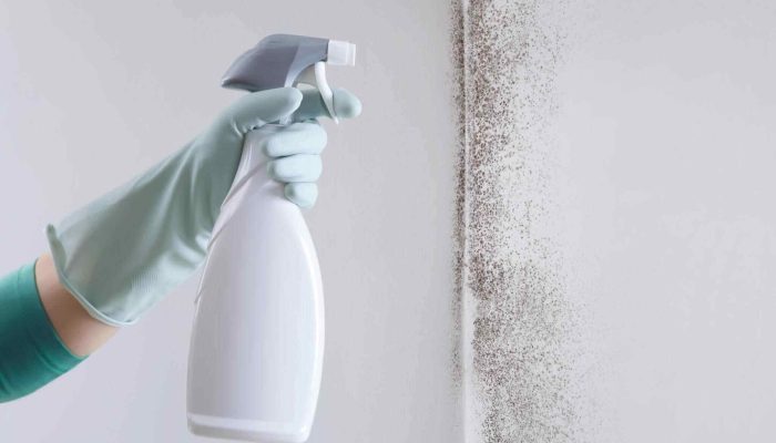 A Guide To Tackle Mold Issues