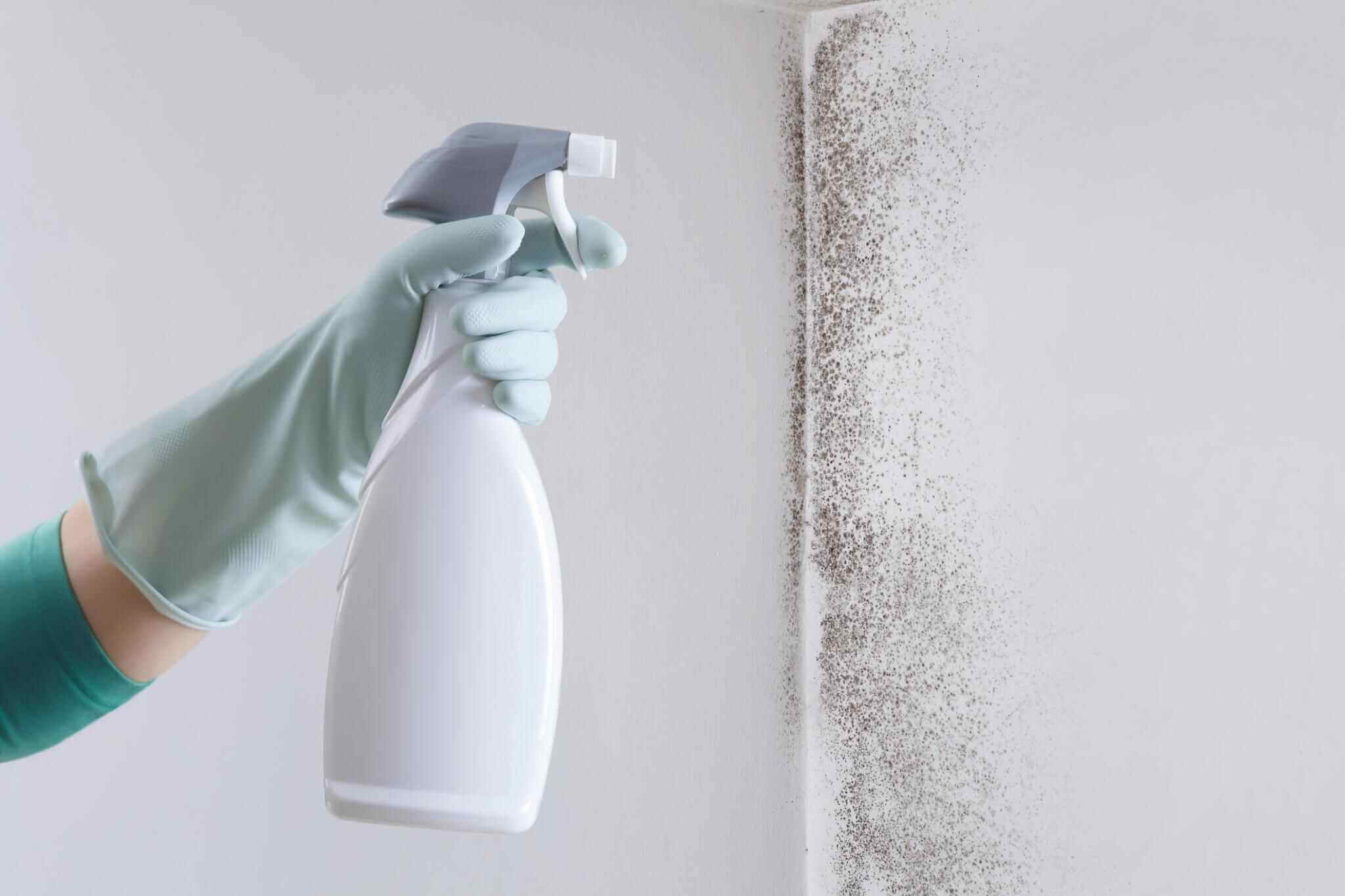 A Guide To Tackle Mold Issues