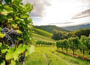 The 5 Main Wine Regions In The World