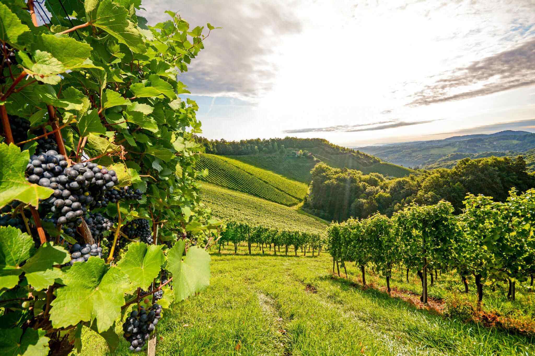 The 5 Main Wine Regions In The World