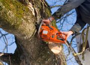 The Importance of Timely Tree Removal: Protecting Your Property and Safety