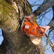 The Importance of Timely Tree Removal: Protecting Your Property and Safety