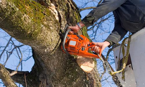 The Importance of Timely Tree Removal: Protecting Your Property and Safety