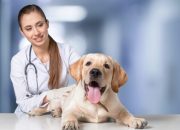 Perth’s Veterinary Nursing Career Path