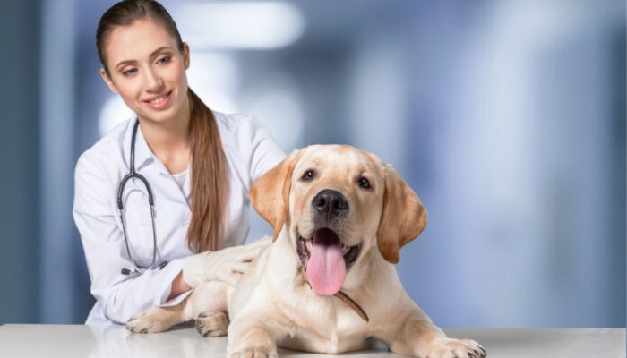 Perth’s Veterinary Nursing Career Path