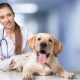 Perth’s Veterinary Nursing Career Path