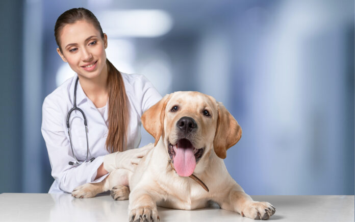 Perth’s Veterinary Nursing Career Path