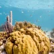 The Natural Luxury of Sea Sponges: A Dive into the Benefits of natural Bathing Bliss