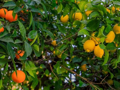 A Guide to Select Fruit Trees While Buying from Nursery