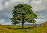 Sycamore Gap: What happened to the famous Robin Hood tree? | UK News