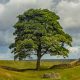 Sycamore Gap: What happened to the famous Robin Hood tree? | UK News