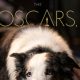 ‘Anatomy of a Fall’ Dog Cameo at Luncheon Pissed Off Oscar Contenders